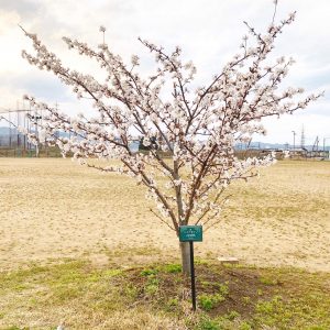 さくらの花の咲くころに🌸